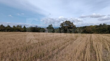 Predaj pozemku , časť Staré Levice , 4519 m2 , Levice