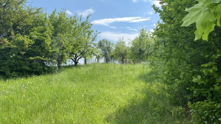 Pozemok s viničným domom, upravený prístup, na predaj Staré Levice.